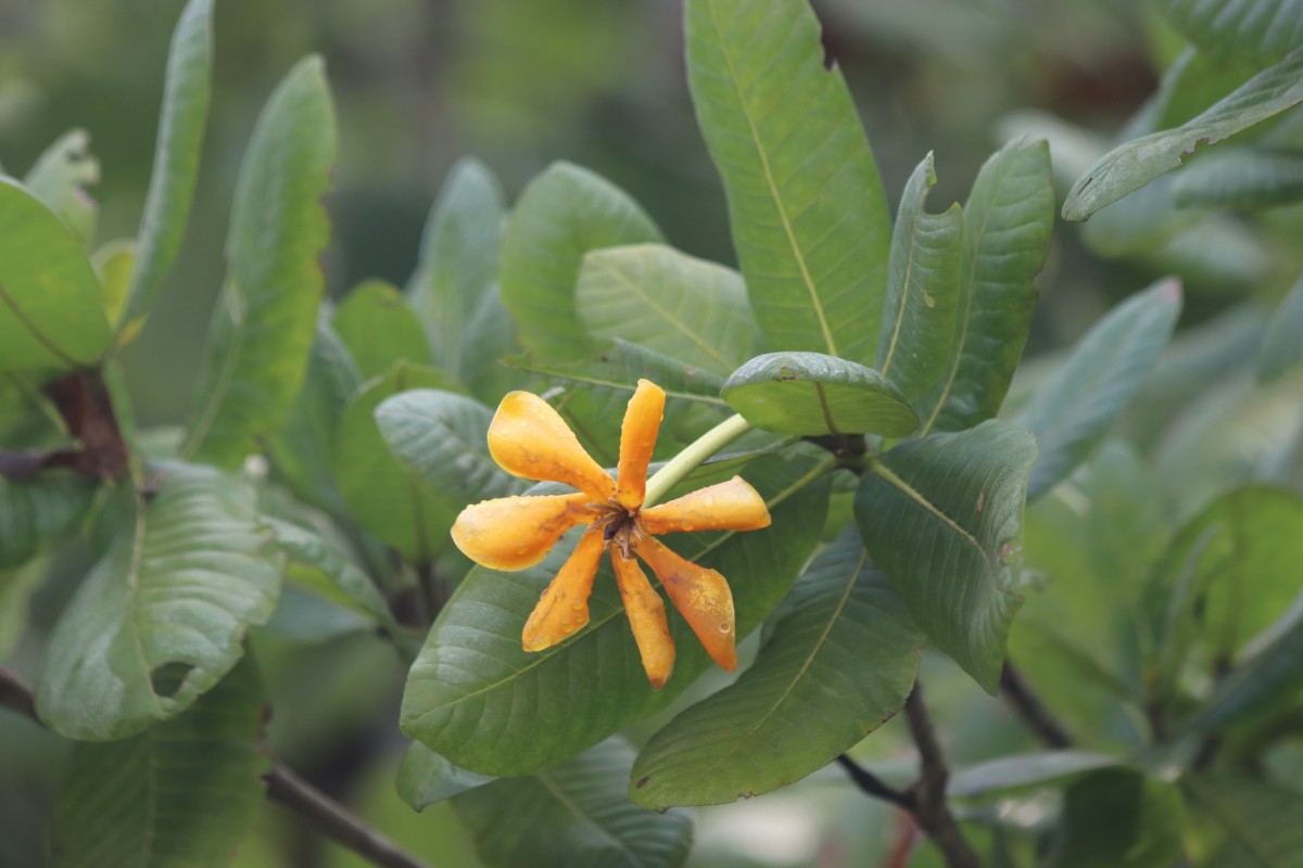 Gardenia fosbergii Tirveng.